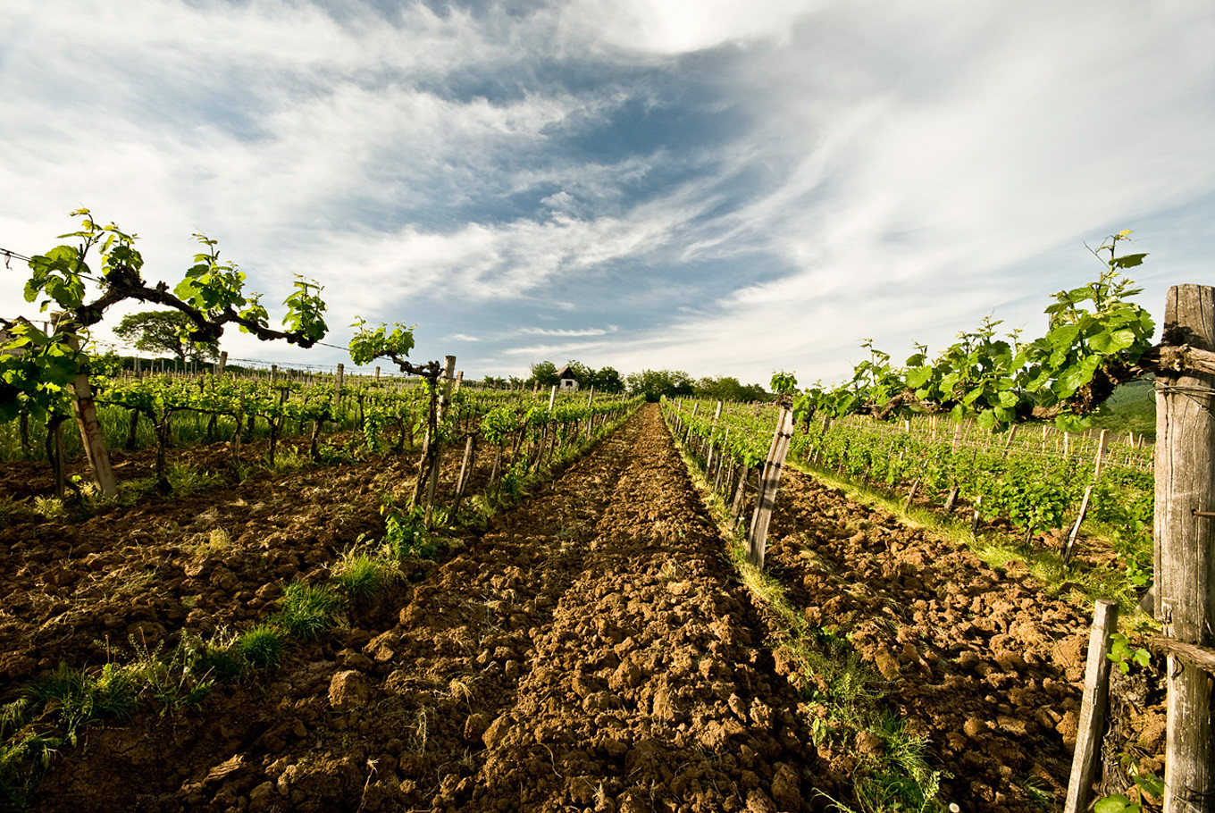 Tokaj